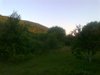 lilia2007_489260.jpg