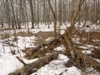beegraf_455200.jpg